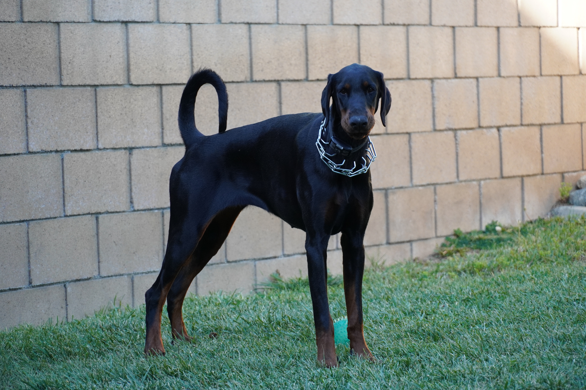 Diva Spirit of Prowess, our imported Ukrainian European Doberman champion